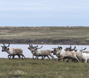 Бегом по весенней тундре