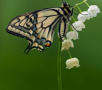 Махаон и Ландыш