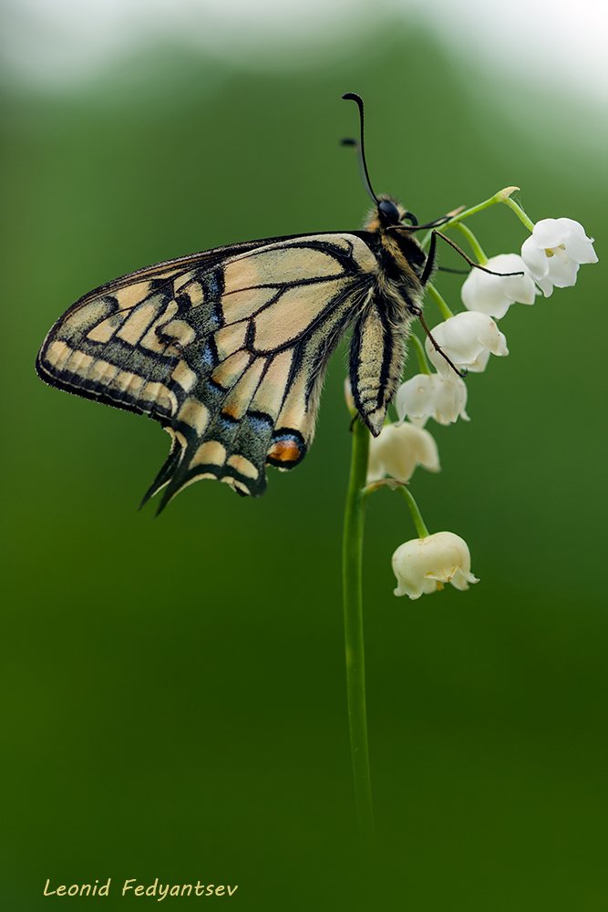 Махаон и Ландыш
