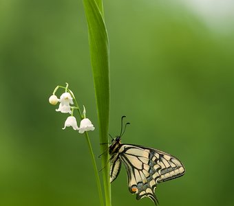 Махаон и Ландыш