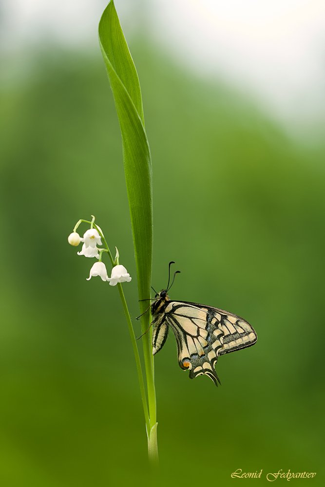 Махаон и Ландыш