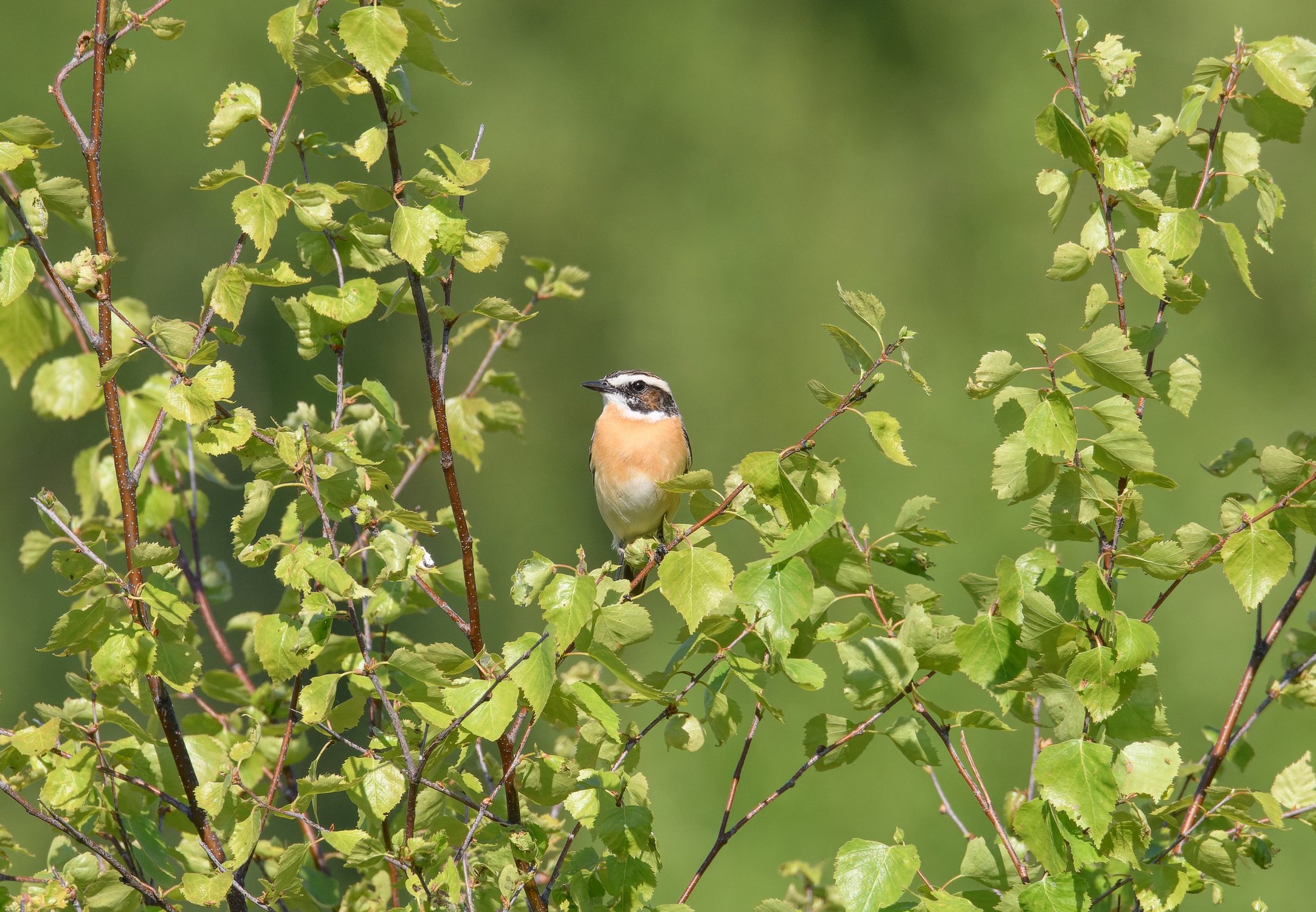Луговой чекан на молодой берёзке