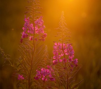 "Догорает день"