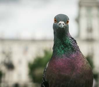 Семки принес?