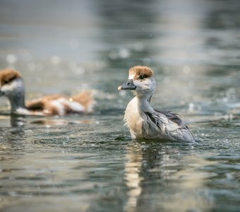 Водные процедуры