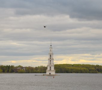 Серая цапля пролетает мимо Калязинской колокольни