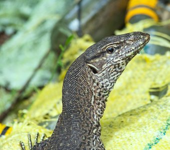 Большой брат следит за тобой