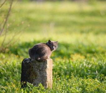 Кошка на кладбище