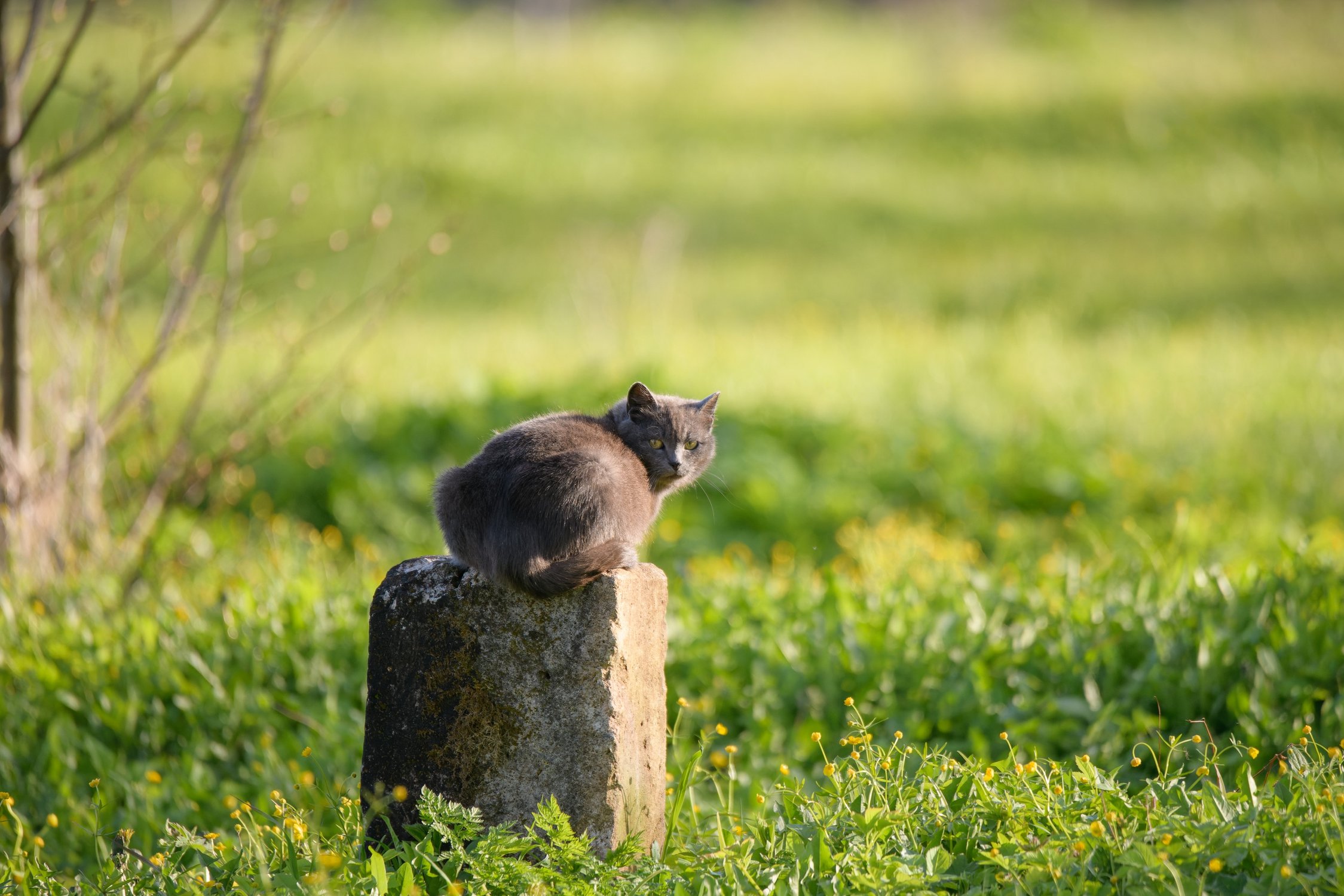 Кошка на кладбище