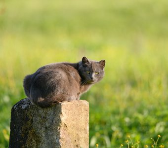 Кладбищенская кошка