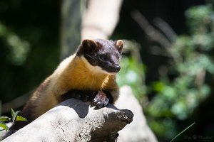 В Московском зоопарке родились очаровательные харзята