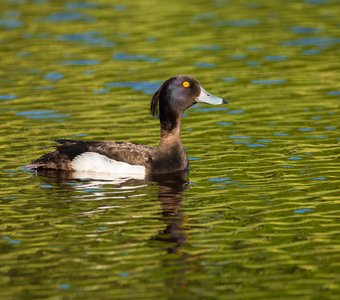 Хохлатая чернеть