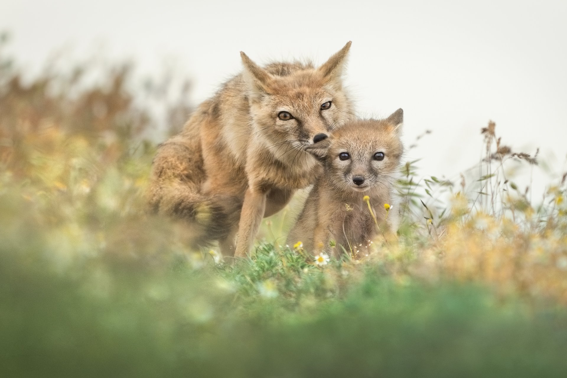 Замри — нас снимают!