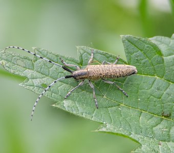 Подсолнечниковый усач