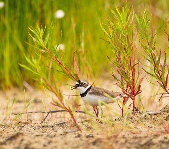 Малый зуёк или малый галстучник