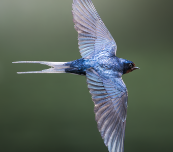 Деревенская ласточка (Hirundo rustica)