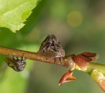 Обыкновенные горбатки спариваются