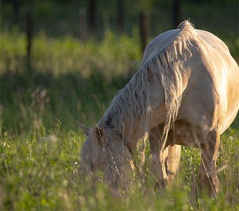 "Белая лошадь"
