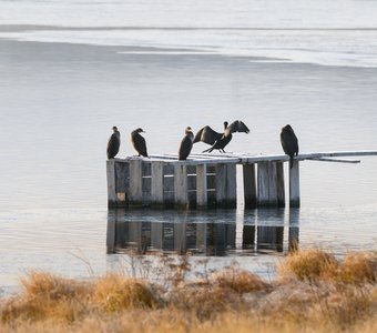 Из жизни бакланов