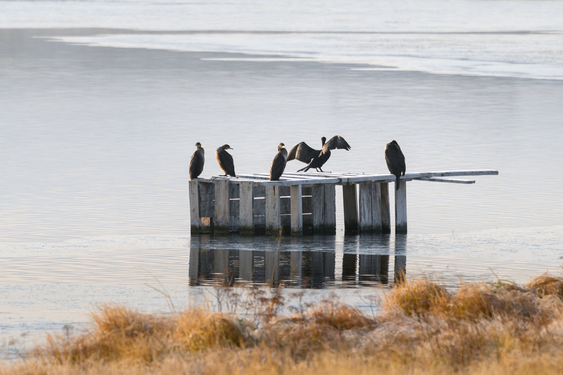 Из жизни бакланов