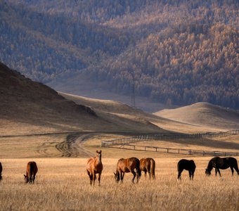"Лошади в горах горного Алтая"