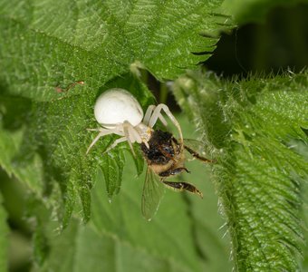 Пчела пала жертвой паука