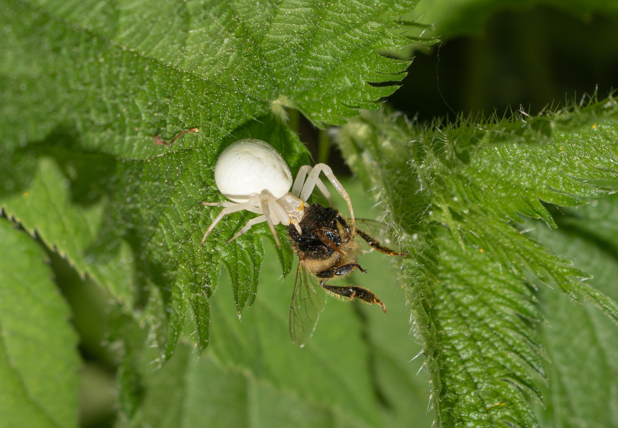Пчела пала жертвой паука