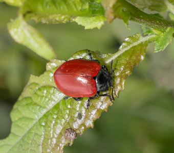 Листоед тополёвый