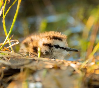 Птенец фифи