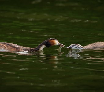 Рыбка на обед