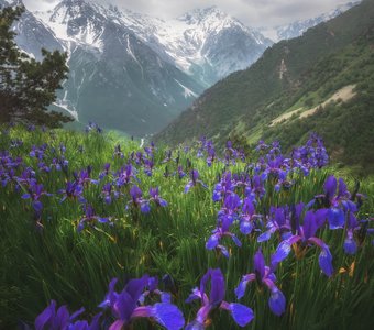 Цветы гор