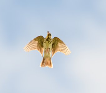 Лесной конёк в полёте надо мной