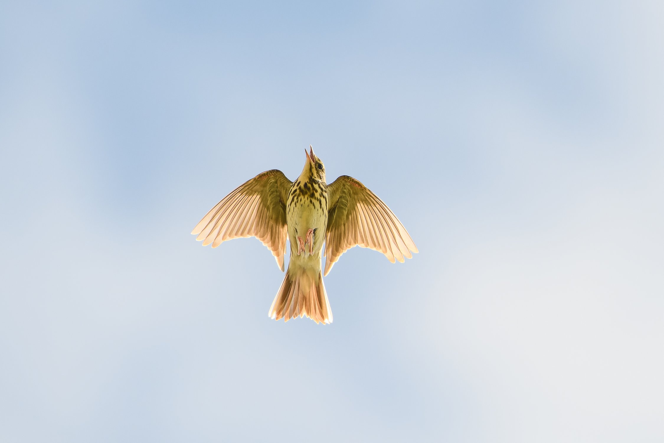 Лесной конёк в полёте надо мной