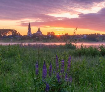 Рассвет в компании с люпинами