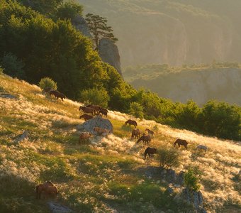 Утро на горном лугу