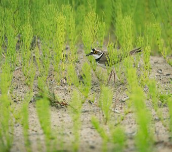 В зарослях хвоща
