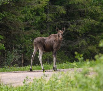 Молодой лось переходит дорогу в неположенном месте