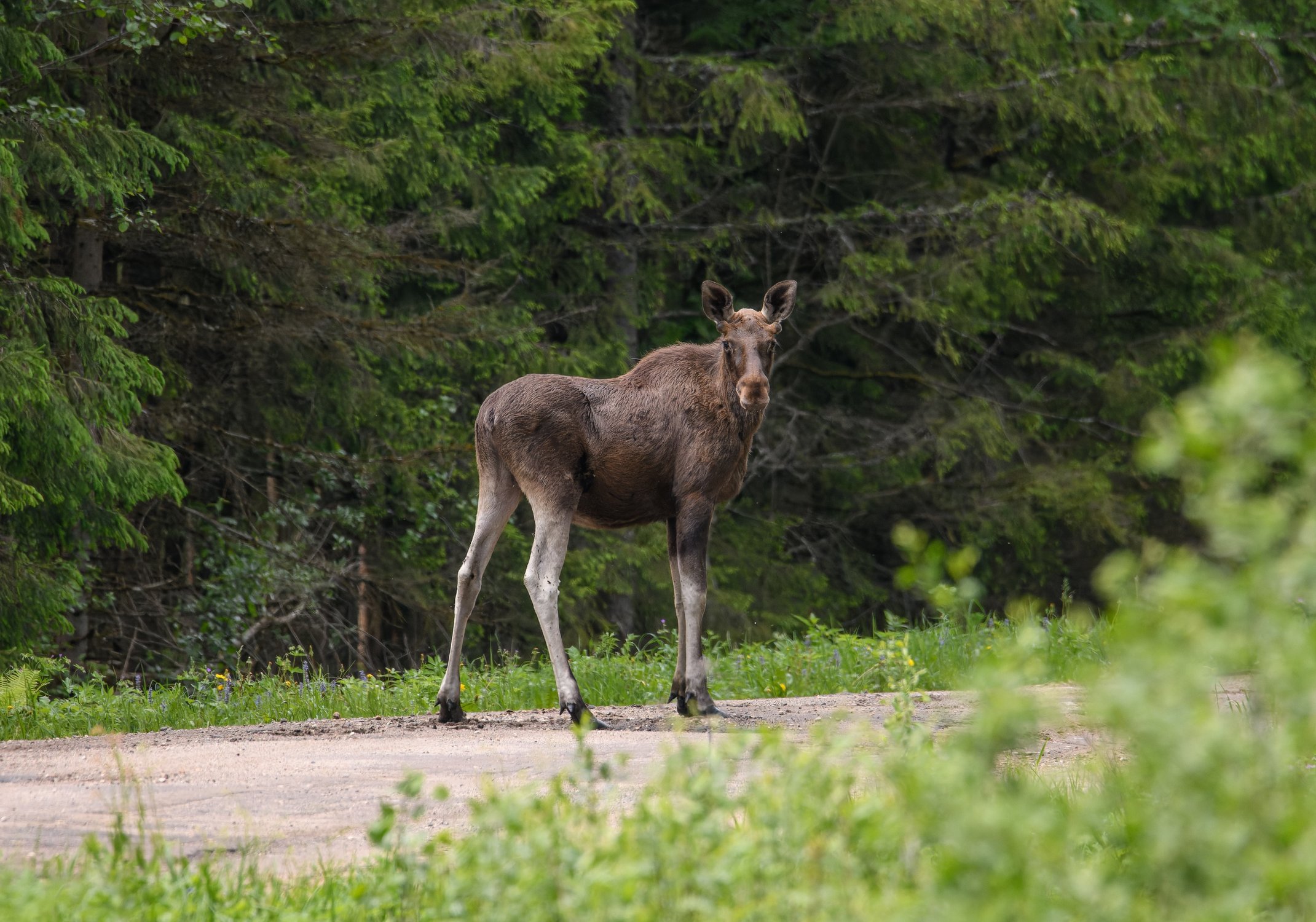 Молодой лось переходит дорогу в неположенном месте