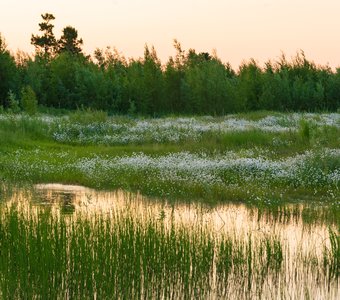 Цветущее болото