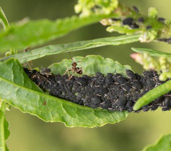 Повелитель тьмы