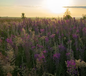 Степное разнотравье