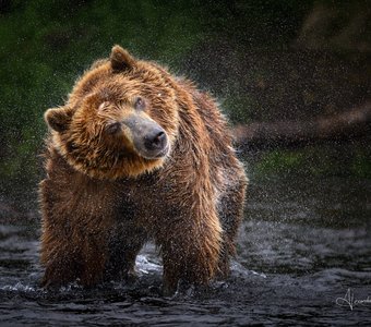 Про медведя...