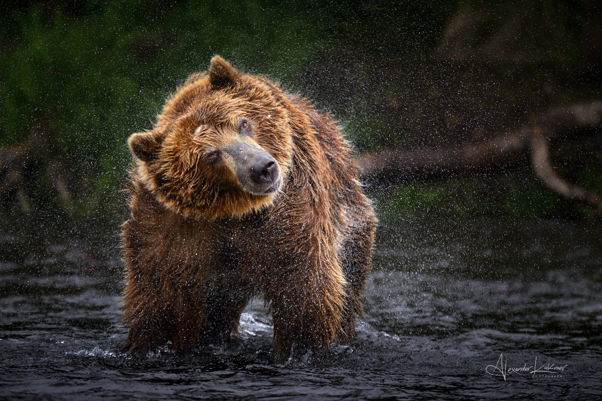 Про медведя