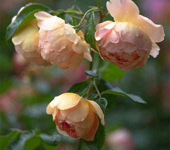 После дождя