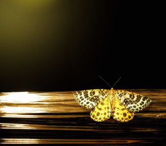 Ночной гость