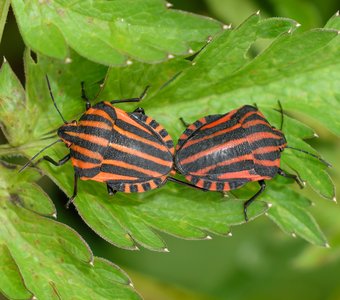 Итальянские клопы спариваются