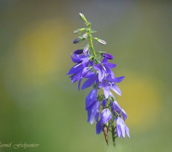 Колокольчик рапунцелевидный