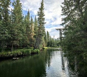 Тайга на берегу реки