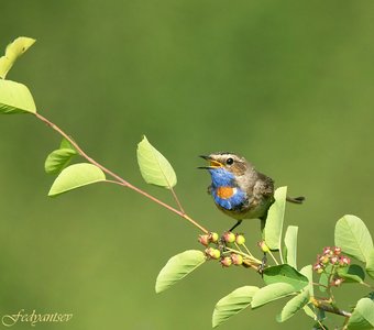 Краснозвёздный, поющий на ирге