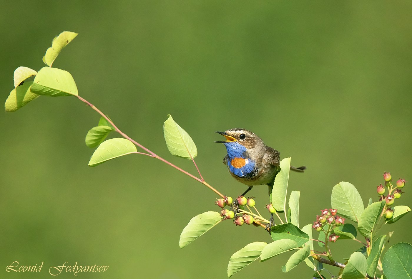 Краснозвёздный, поющий на ирге